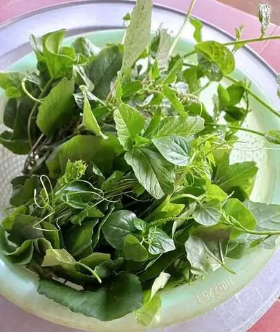 Rau Tập Tàng Miền Bắc Là Gì? Tổng Hợp Các Loại Rau Đặc Trưng