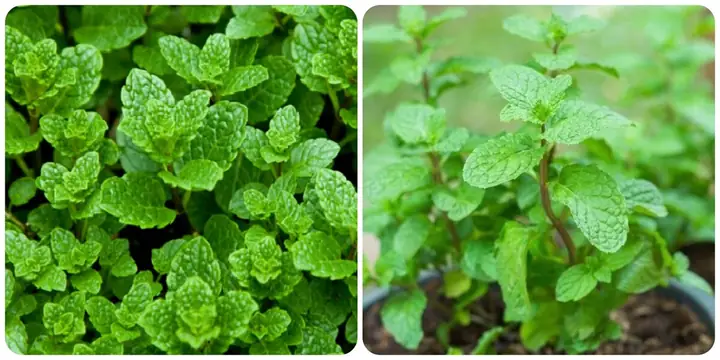 Rau Húng Lủi: 8 Lợi Ích Sức Khỏe Không Thể Bỏ Quê Rau Húng Lủi: 8 Lợi Ích Sức Khỏe Không Thể Bỏ Quê