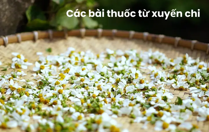 Tác Dụng Của Rau Xuyến Chi: 15 Lợi Ích Sức Khỏe Khoa Học Tác Dụng Của Rau Xuyến Chi: 15 Lợi Ích Sức Khỏe Khoa Học