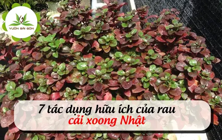 Tác Dụng Của Xà Lách Xoong Nhật: 10 Lợi Ích Sức Khỏe Vượt Trội Tác Dụng Của Xà Lách Xoong Nhật: 10 Lợi Ích Sức Khỏe Vượt Trội