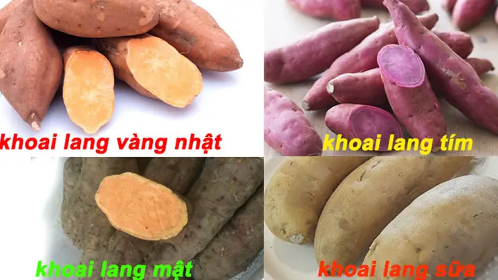 Tổng Hợp Tên Các Loại Khoai Lang Phổ Biến Tổng Hợp Tên Các Loại Khoai Lang Phổ Biến