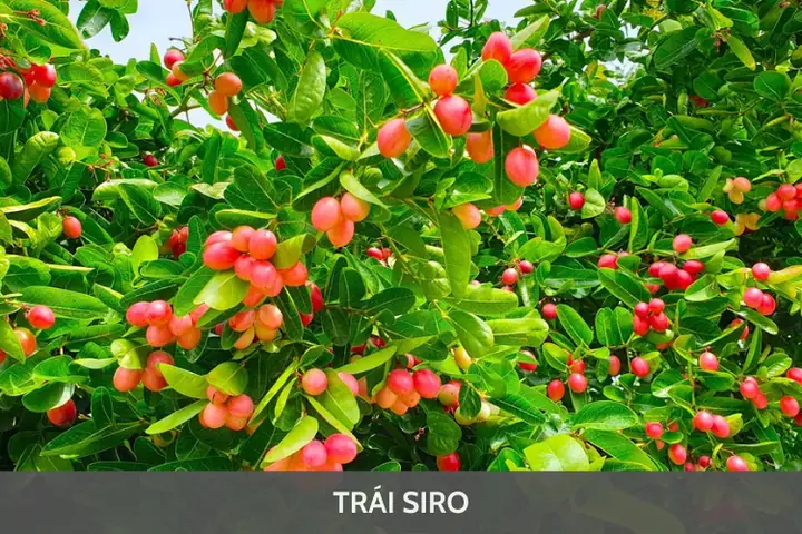 Trái Siro Là Gì? Cách Dùng Và Lợi Ích Sức Khỏe Mà Bạn Cần Biết Trái Siro Là Gì? Cách Dùng Và Lợi Ích Sức Khỏe Mà Bạn Cần Biết