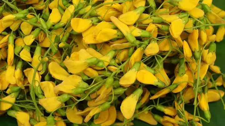 Bà Bầu Ăn Bông Điên Điển Được Không? Lợi Ích & Lưu Ý Toàn Diện Bà Bầu Ăn Bông Điên Điển Được Không? Lợi Ích & Lưu Ý Toàn Diện