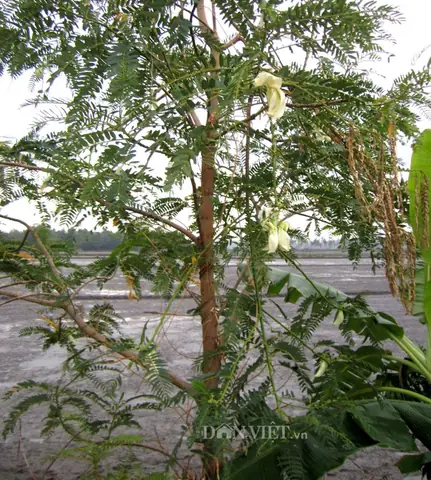Bông So Đũa Có Tác Dụng Gì? 7 Lợi Ích Sức Khỏe Và Cách Dùng Chuẩn