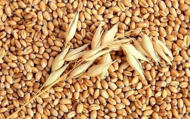 Bột Mì Là Gì? Nguồn Gốc Từ Cây Lúa Mì Và Cách Phân Biệt Với Bột Khoai Mì