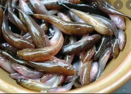 Cá Lác Là Cá Gì? Cẩm Nang Toàn Tập Về Đặc Sản Cá Thác Lác Dẻo Thơm Cá Lác Là Cá Gì? Cẩm Nang Toàn Tập Về Đặc Sản Cá Thác Lác Dẻo Thơm