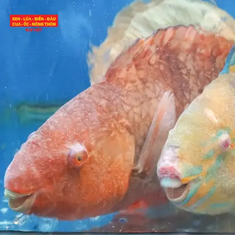 Cá Mó Là Gì? Đặc Điểm, Vai Trò Sinh Thái Và Cách Nấu Ăn Cá Mó Là Gì? Đặc Điểm, Vai Trò Sinh Thái Và Cách Nấu Ăn
