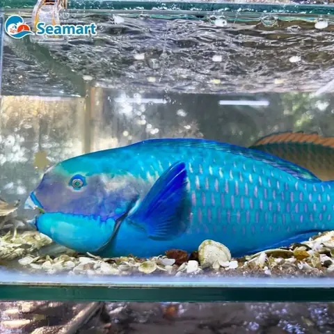 Cá Mó Là Gì? Đặc Điểm, Vai Trò Sinh Thái Và Cách Nấu Ăn Cá Mó Là Gì? Đặc Điểm, Vai Trò Sinh Thái Và Cách Nấu Ăn