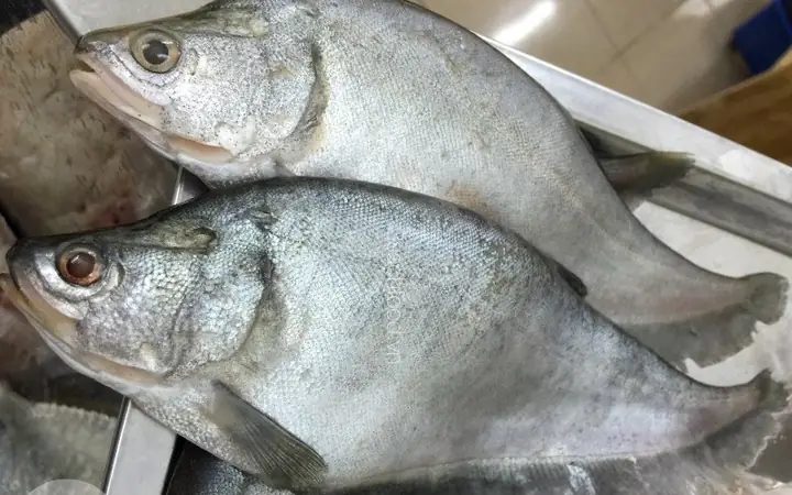 Cá Thác Lác Sống Ở Nước Ngọt Hay Nước Mặn Và Cẩm Nang Toàn Tập