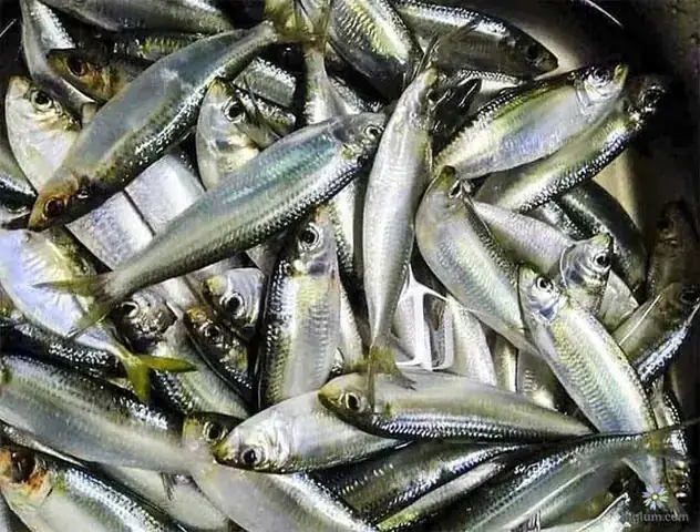 Cá Trắng Là Gì? Khám Phá Từng Nhóm & Bí Quyết Chế Biến Cá Trắng Là Gì? Khám Phá Từng Nhóm & Bí Quyết Chế Biến