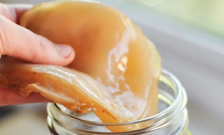 Cách Làm Con Giống Scoby Tại Nhà: Bí Quyết Nuôi Kombucha Thành Công Cách Làm Con Giống Scoby Tại Nhà: Bí Quyết Nuôi Kombucha Thành Công
