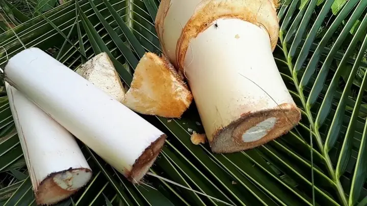 Cách Làm Củ Hủ Dừa Không Bị Đen: Bí Quyết Giữ Trắng Trẻo, Giòn Tan Cách Làm Củ Hủ Dừa Không Bị Đen: Bí Quyết Giữ Trắng Trẻo, Giòn Tan