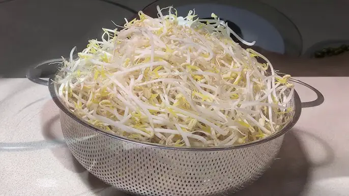 Cách Làm Giá Đỗ Số Lượng Nhiều: 5 Phương Pháp Đơn Giản, Hiệu Quả Cách Làm Giá Đỗ Số Lượng Nhiều: 5 Phương Pháp Đơn Giản, Hiệu Quả