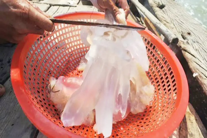 Cách Làm Sứa Hết Mặn Chuẩn Chỉnh, Giòn Sần Sật Từ A-z Cách Làm Sứa Hết Mặn Chuẩn Chỉnh, Giòn Sần Sật Từ A-z