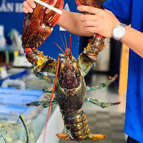 Cách Làm Tôm Hùm Sống Chuẩn Đầu Bếp Để Giữ Trọn Vị Ngọt Tự Nhiên Cách Làm Tôm Hùm Sống Chuẩn Đầu Bếp Để Giữ Trọn Vị Ngọt Tự Nhiên