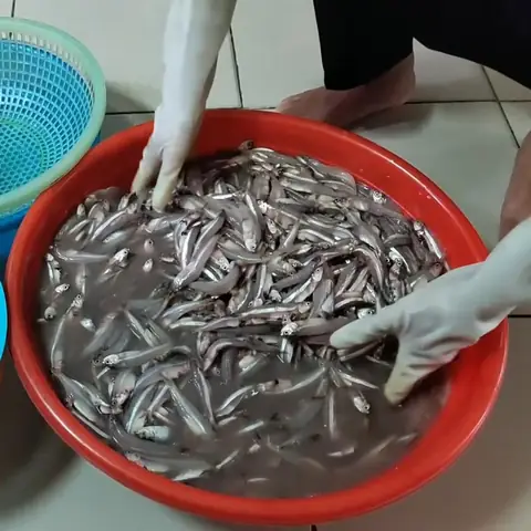 Cách Muối Mắm Cá Cơm Truyền Thống: Hướng Dẫn Từng Bước Chi Tiết Cách Muối Mắm Cá Cơm Truyền Thống: Hướng Dẫn Từng Bước Chi Tiết