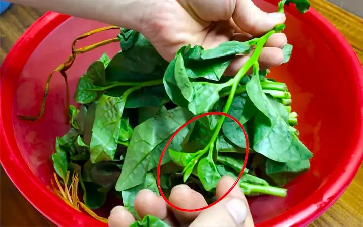 Cách Nhặt Rau Mùng Tơi Cách Nhặt Rau Mùng Tơi