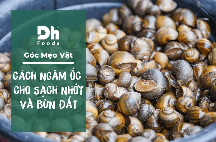 Hướng Dẫn Sơ Chế Ốc Hương Sạch Sẽ, Hết Nhớt Và Không Còn Cát Hướng Dẫn Sơ Chế Ốc Hương Sạch Sẽ, Hết Nhớt Và Không Còn Cát