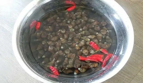 Hướng Dẫn Sơ Chế Ốc Hương Sạch Sẽ, Hết Nhớt Và Không Còn Cát Hướng Dẫn Sơ Chế Ốc Hương Sạch Sẽ, Hết Nhớt Và Không Còn Cát