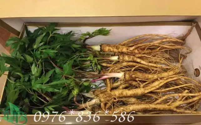 Cách Sử Dụng Sâm Đương Quy Tươi Toàn Tập: Từ Bếp Ăn Đến Bài Thuốc Cách Sử Dụng Sâm Đương Quy Tươi Toàn Tập: Từ Bếp Ăn Đến Bài Thuốc