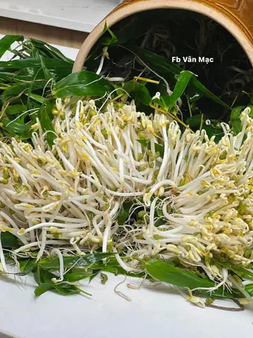 Cách Ủ Giá Đỗ Bằng Lá Tre Cách Ủ Giá Đỗ Bằng Lá Tre
