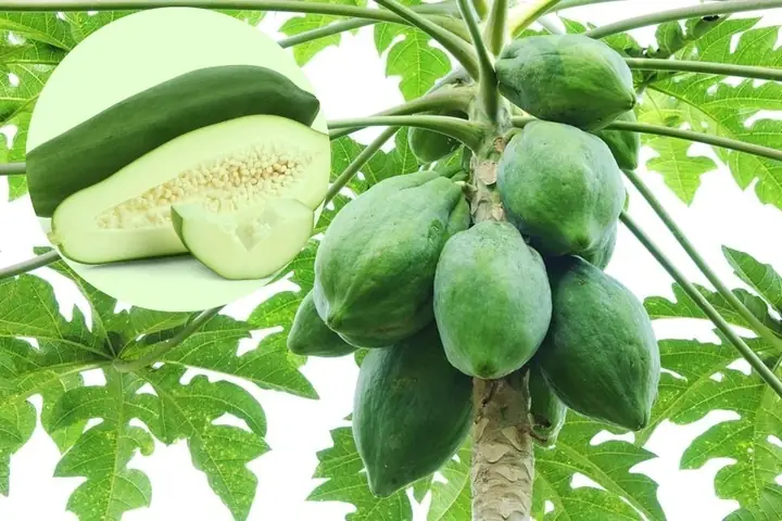 Canh Đu Đủ Xanh Có Tác Dụng Gì Canh Đu Đủ Xanh Có Tác Dụng Gì
