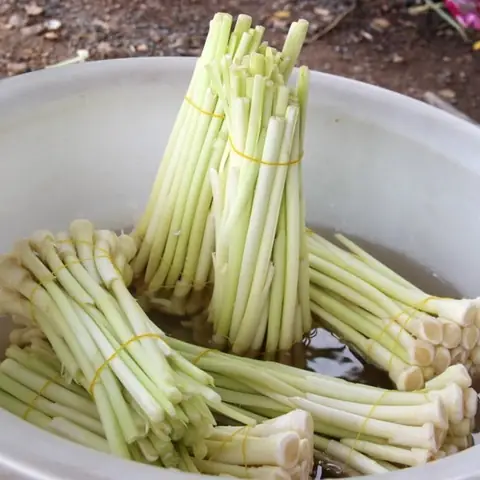 Bồn Bồn Là Gì? Bí Quyết Chế Biến Món Ngon Từ Loại Rau Cỏ Đặc Sắc Miền Tây Bồn Bồn Là Gì? Bí Quyết Chế Biến Món Ngon Từ Loại Rau Cỏ Đặc Sắc Miền Tây