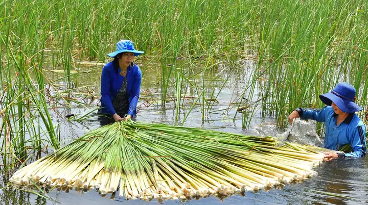 Bồn Bồn Là Gì? Bí Quyết Chế Biến Món Ngon Từ Loại Rau Cỏ Đặc Sắc Miền Tây Bồn Bồn Là Gì? Bí Quyết Chế Biến Món Ngon Từ Loại Rau Cỏ Đặc Sắc Miền Tây