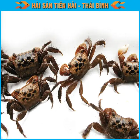 Con Cáy Là Gì? Hướng Dẫn Nhận Diện & Công Thức Nấu Ăn Chuẩn Vị Con Cáy Là Gì? Hướng Dẫn Nhận Diện & Công Thức Nấu Ăn Chuẩn Vị