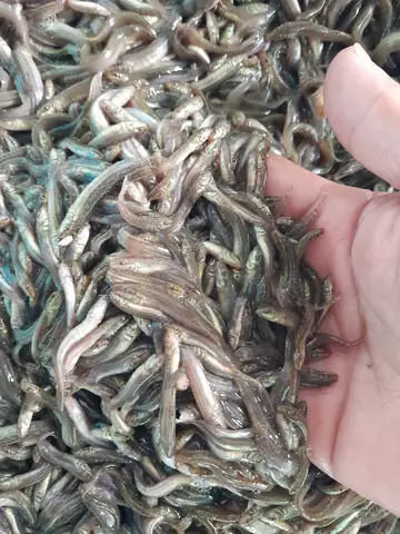 Cá Chạch: Bí Quyết Chế Biến "nhân Sâm Nước" Để Tạo Nên Những Món Ăn Đậm Đà, Bổ Dưỡng Cá Chạch: Bí Quyết Chế Biến "nhân Sâm Nước" Để Tạo Nên Những Món Ăn Đậm Đà, Bổ Dưỡng