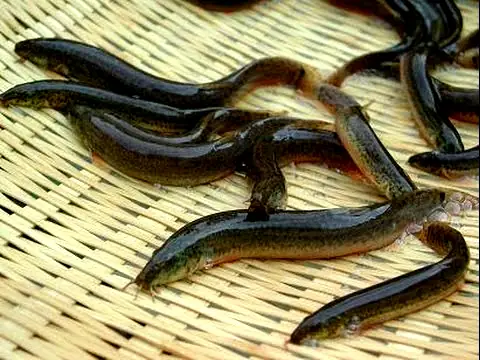 Cá Chạch: Bí Quyết Chế Biến "nhân Sâm Nước" Để Tạo Nên Những Món Ăn Đậm Đà, Bổ Dưỡng Cá Chạch: Bí Quyết Chế Biến "nhân Sâm Nước" Để Tạo Nên Những Món Ăn Đậm Đà, Bổ Dưỡng