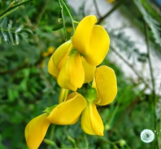 Điên Điển Miền Tây: Hai Biểu Tượng Đặc Trưng Của Sông Nước Điên Điển Miền Tây: Hai Biểu Tượng Đặc Trưng Của Sông Nước