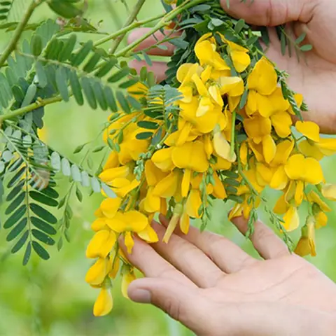 Điên Điển Miền Tây: Hai Biểu Tượng Đặc Trưng Của Sông Nước Điên Điển Miền Tây: Hai Biểu Tượng Đặc Trưng Của Sông Nước