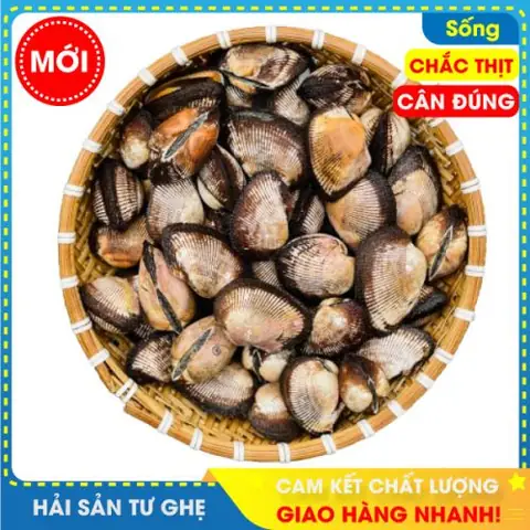 Danh Sách Các Loại Sò Biển: Phân Loại Chi Tiết Và Đặc Điểm Nhận Dạng Danh Sách Các Loại Sò Biển: Phân Loại Chi Tiết Và Đặc Điểm Nhận Dạng