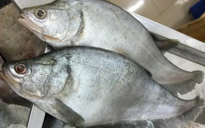 Cá Thác Lác Là Gì? Hướng Dẫn Toàn Tập Từ Chọn Mua Đến Chế Biến