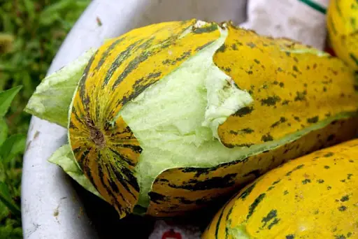 Dưa Bở Là Dưa Gì? Cẩm Nang Toàn Tập Về Loại Quả Giải Nhiệt Quốc Dân