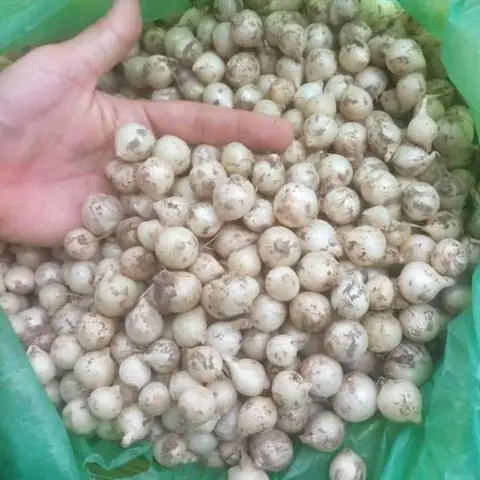 Hành Tăm Kỵ Với Gì? Cẩm Nang An Toàn Thực Phẩm Và Những Đại Kỵ Cần Tránh Hành Tăm Kỵ Với Gì? Cẩm Nang An Toàn Thực Phẩm Và Những Đại Kỵ Cần Tránh