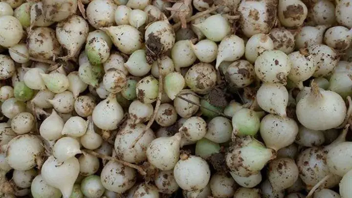 Hành Tăm Kỵ Với Gì? Cẩm Nang An Toàn Thực Phẩm Và Những Đại Kỵ Cần Tránh Hành Tăm Kỵ Với Gì? Cẩm Nang An Toàn Thực Phẩm Và Những Đại Kỵ Cần Tránh