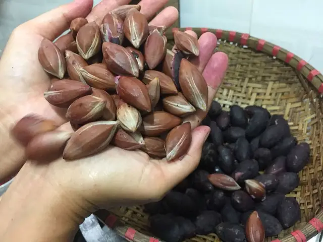 Hạt Trám Đen Ngâm Rượu Có Tác Dụng Gì? Cẩm Nang Sức Khỏe Toàn Tập Hạt Trám Đen Ngâm Rượu Có Tác Dụng Gì? Cẩm Nang Sức Khỏe Toàn Tập