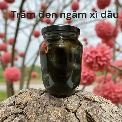 Hạt Trám Đen Ngâm Rượu Có Tác Dụng Gì? Cẩm Nang Sức Khỏe Toàn Tập Hạt Trám Đen Ngâm Rượu Có Tác Dụng Gì? Cẩm Nang Sức Khỏe Toàn Tập