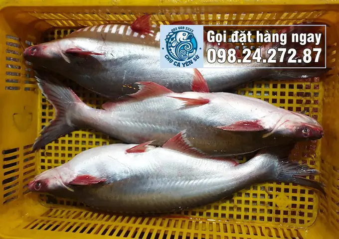 Cá Ba Sa Là Gì? Hướng Dẫn Nhận Diện & Phân Biệt Với Cá Tra Cá Ba Sa Là Gì? Hướng Dẫn Nhận Diện & Phân Biệt Với Cá Tra
