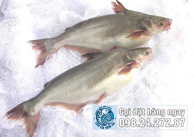 Cá Ba Sa Là Gì? Hướng Dẫn Nhận Diện & Phân Biệt Với Cá Tra Cá Ba Sa Là Gì? Hướng Dẫn Nhận Diện & Phân Biệt Với Cá Tra