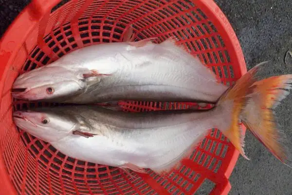 Cá Bông Lau Là Gì? Khám Phá Đặc Điểm, Cách Nấu Ngon Và Phân Biệt Cá Bông Lau Là Gì? Khám Phá Đặc Điểm, Cách Nấu Ngon Và Phân Biệt