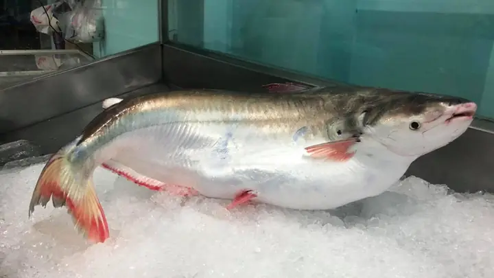 Cá Bông Lau Là Gì? Khám Phá Đặc Điểm, Cách Nấu Ngon Và Phân Biệt Cá Bông Lau Là Gì? Khám Phá Đặc Điểm, Cách Nấu Ngon Và Phân Biệt