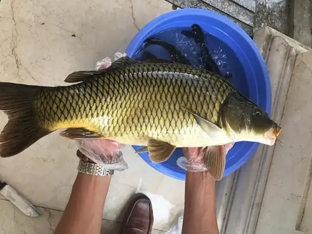 Hình Ảnh Cá Chép Giòn: Cẩm Nang Nhận Diện Và 10+ Món Ngon Bất Bại Hình Ảnh Cá Chép Giòn: Cẩm Nang Nhận Diện Và 10+ Món Ngon Bất Bại