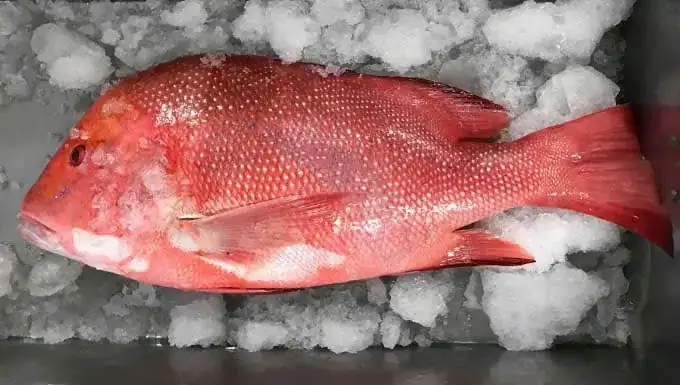 Cá Hồng Biển: Cẩm Nang Toàn Diện Từ Nhận Biết Đến Chế Biến