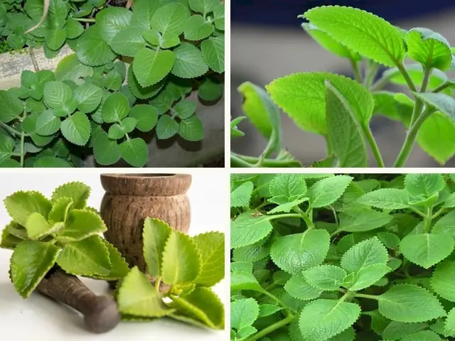 Húng Chanh: Hướng Dẫn Toàn Tập Từ Trồng Trọt Đến Nấu Ăn