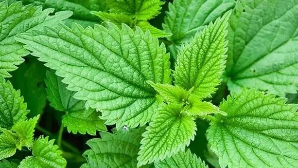 Cây Nàng Hai Là Gì? Đặc Điểm Nhận Dạng Và Công Dụng Chữa Bệnh Cây Nàng Hai Là Gì? Đặc Điểm Nhận Dạng Và Công Dụng Chữa Bệnh