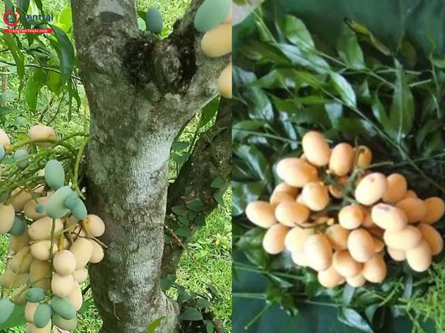 Rau Ngót Rừng (rau Sắng): Bí Quyết Nhận Diện Loại Đặc Sản "mì Chính Của Rừng"