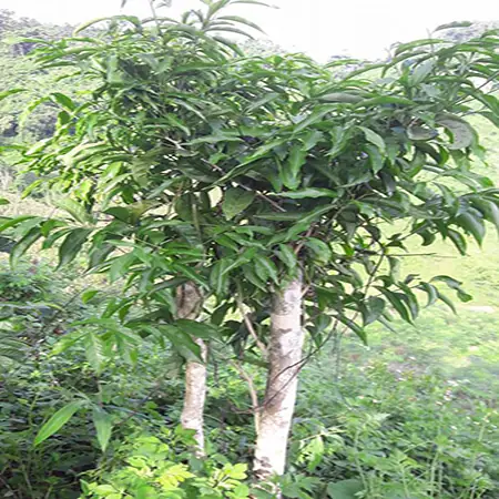 Rau Ngót Rừng (rau Sắng): Bí Quyết Nhận Diện Loại Đặc Sản "mì Chính Của Rừng"